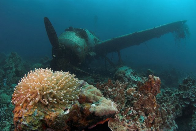 Подводный мир. Часть 5 (Фото)