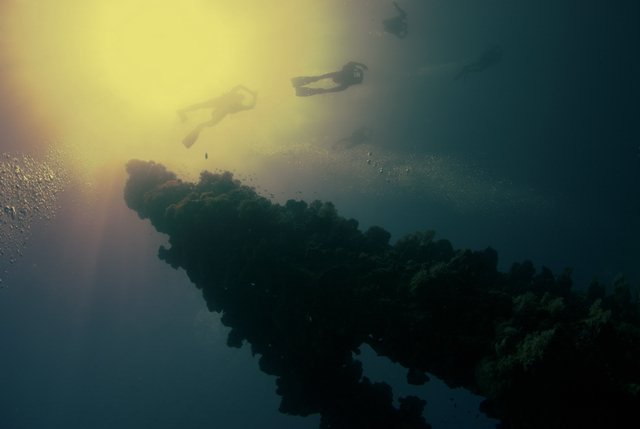 Подводный мир. Часть 5 (Фото)
