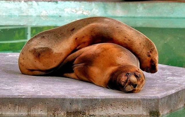 Спящие животные (Фото)