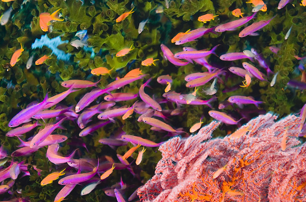 Lumea minunată a recifelor de corali