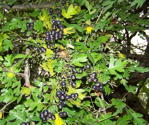 Чаир – сад и сенокос в горном лесу. Традиционное крымское поликультурное растительное сообщество (Часть I)