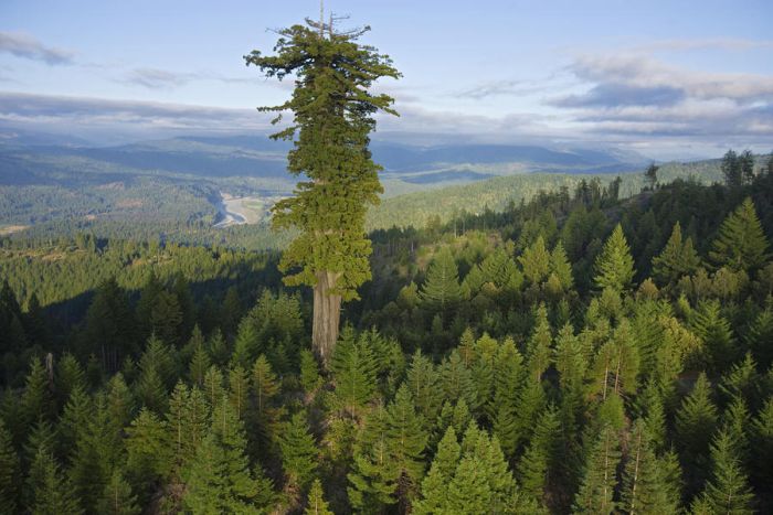 Самые высокие деревья в мире растут в США