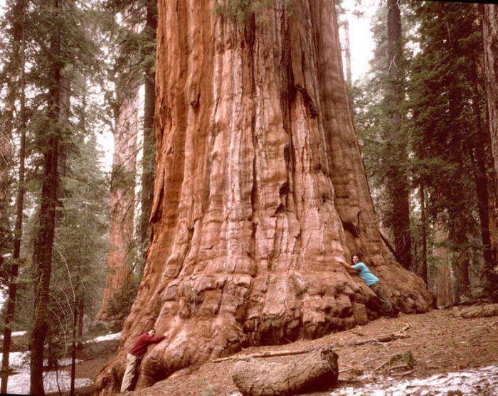 Самые высокие деревья в мире растут в США