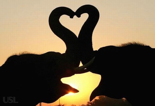 Любовь... животных (Фото)