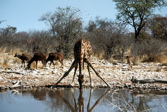 Национальный парк Намибии (13 фото)
