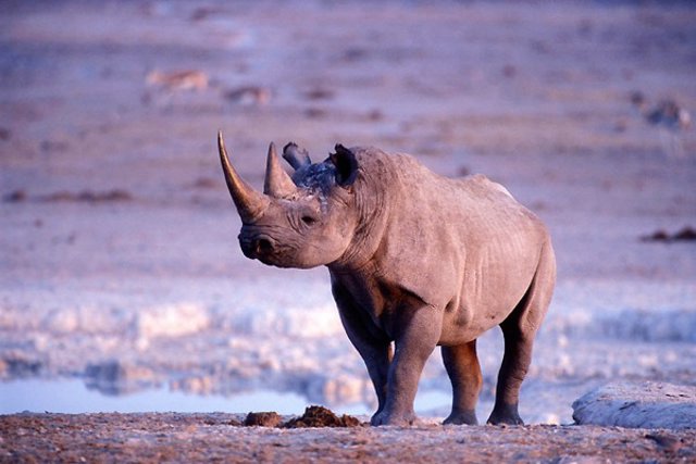Национальный парк Намибии (13 фото)