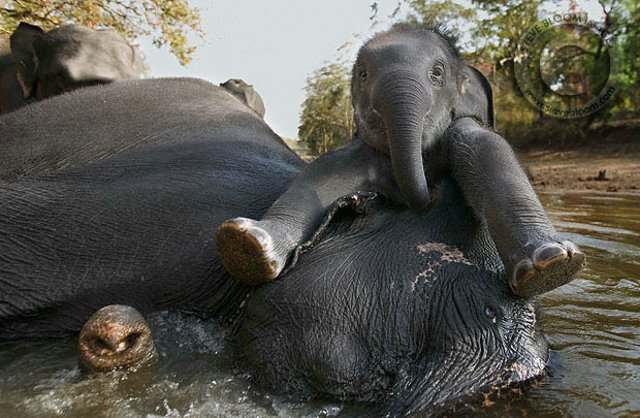 Слоны. Фотограф Стив Блум (10 фото)