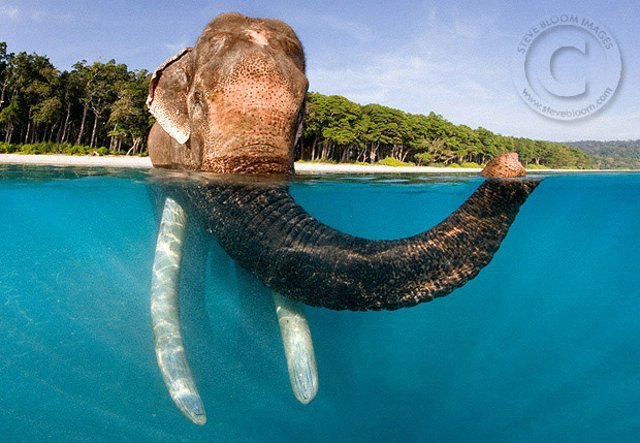 Слоны. Фотограф Стив Блум (10 фото)