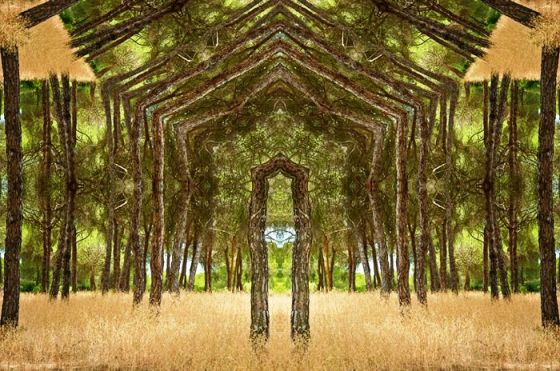 Лесные «порталы» Мэтта Уорфолда