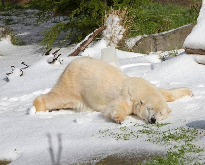 Белый медведь наслаждается снегом (Фото + видео)