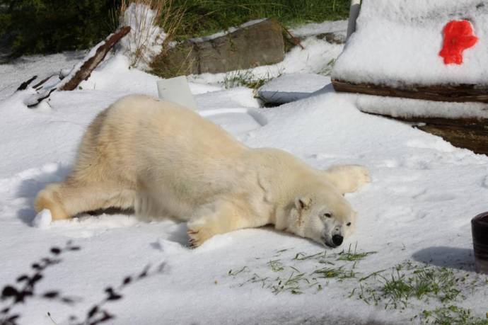 Белый медведь наслаждается снегом (Фото + видео)