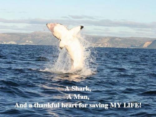 Удивительная история акульей любви