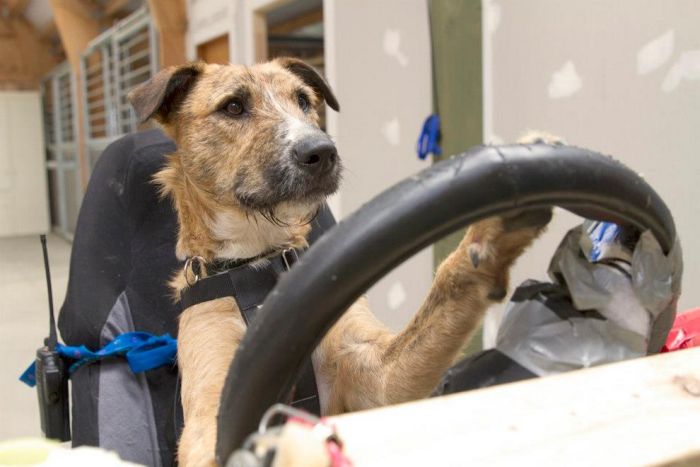 В Новой Зеландии бездомные собаки научились водить автомобили (10 фото + 2 видео)