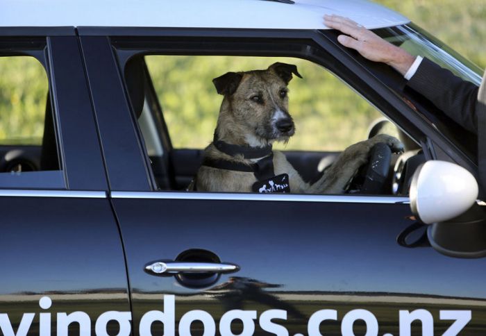 В Новой Зеландии бездомные собаки научились водить автомобили (10 фото + 2 видео)