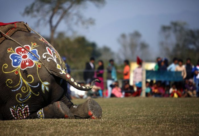 Конкурс красоты среди слонов