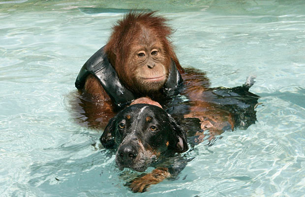 Друзья: орангутан и собака (Фото)