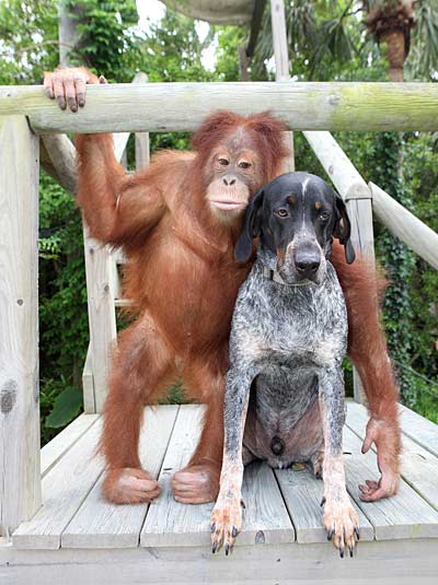 Друзья: орангутан и собака (Фото)