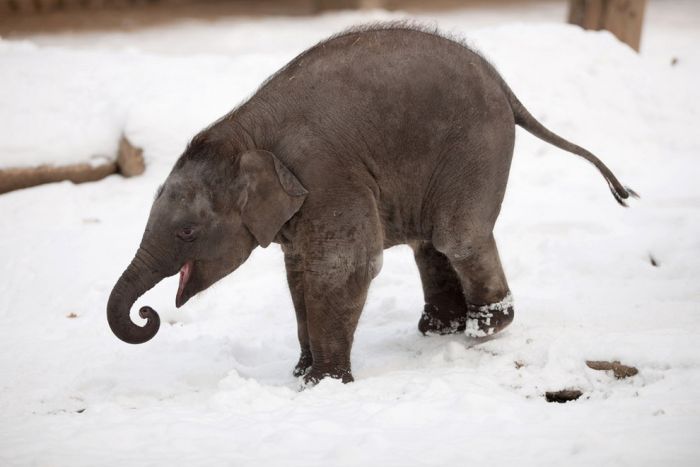 Берлинский слонёнок в восторге от снега! (7 фото)