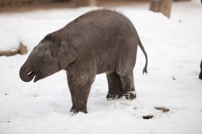 Берлинский слонёнок в восторге от снега! (7 фото)