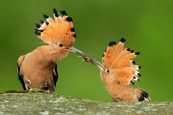 Смешные и забавные птицы (Фото)