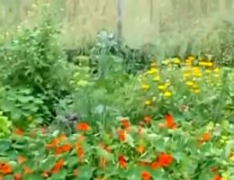 Пермакультура - экскурсия по саду (Видео)
