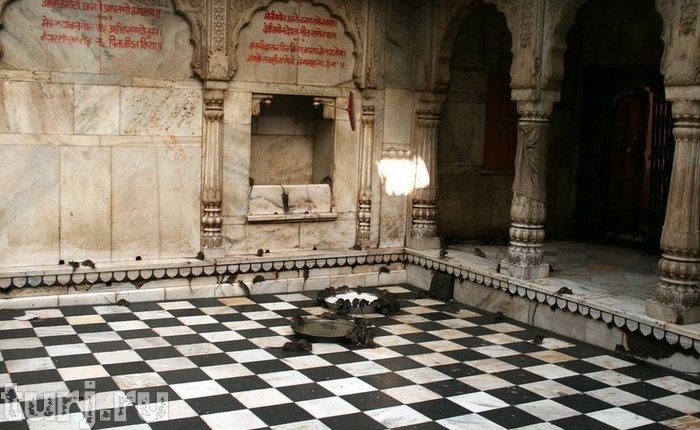 Индия, Дешнок: Храм Карни Мата или Храм Крыс - полный пансион для хвостатых