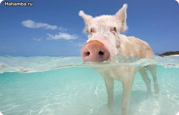 Удивительные свинки с острова Биг Мэйджор Кэй