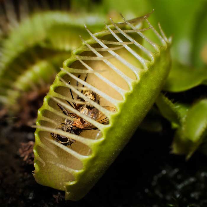 Венерина мухоловка — хищное растение