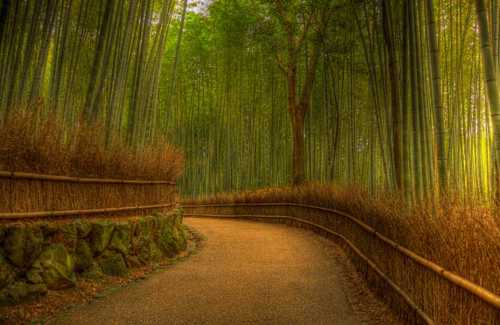 Бамбуковый лес, Киото, Япония (Фото)