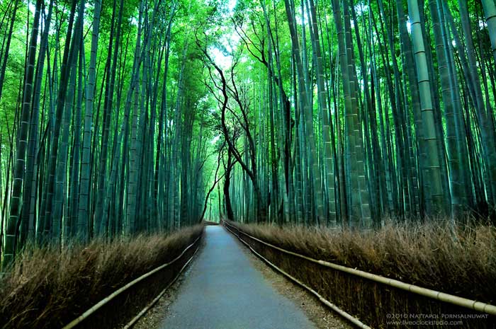 Бамбуковый лес, Киото, Япония (Фото)
