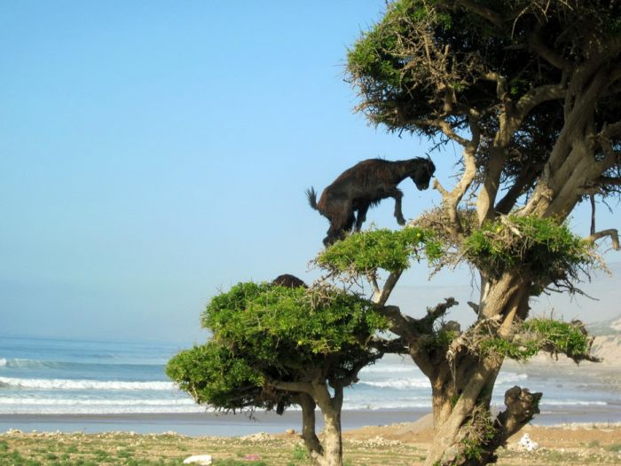 Козы на деревьях в Марокко (Фото)