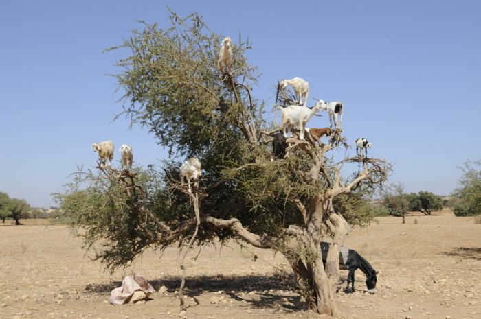 Козы на деревьях в Марокко (Фото)