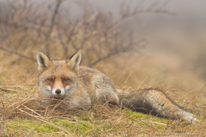 Редкой красоты снимки рыжей лисицы (Фото)