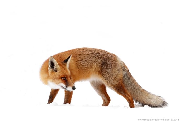 Редкой красоты снимки рыжей лисицы (Фото)