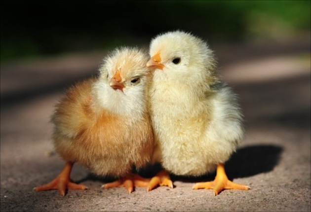 Цыплята для поднятия настроения на весь день (Фото)