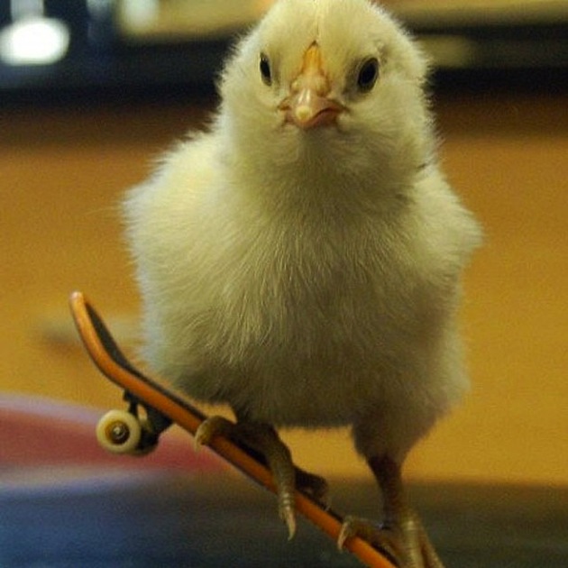 Цыплята для поднятия настроения на весь день (Фото)