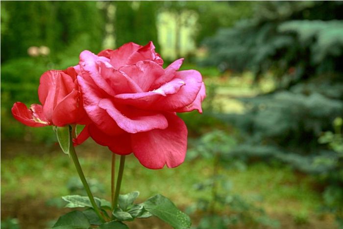 Ботанический сад Тирасполя - розовый рай