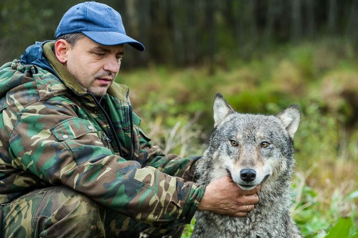 Репортаж: белорус стал вожаком стаи волков и содержит их на своем подворье