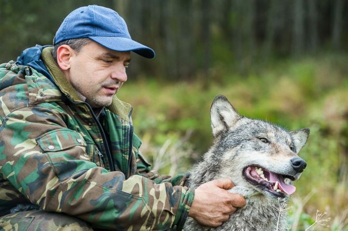 Репортаж: белорус стал вожаком стаи волков и содержит их на своем подворье