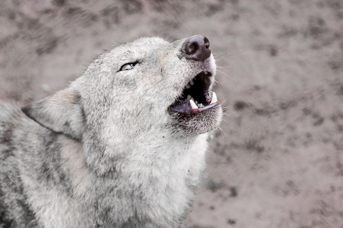 Репортаж: белорус стал вожаком стаи волков и содержит их на своем подворье