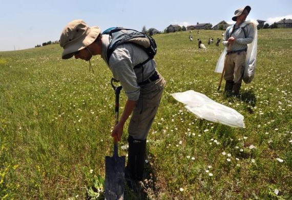 Газоновые войны в Колорадо: органика или пестициды?