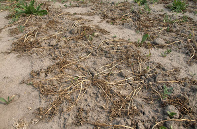 Мульчирование почвы. Что это и зачем оно нужно?