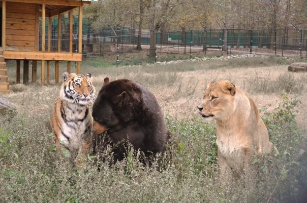 Три друга: лев, тигр и медведь