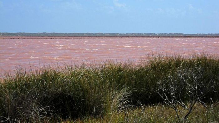 Розовое озеро Хиллер