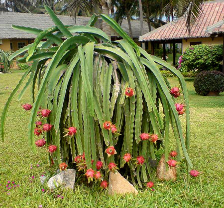 10 странных растений