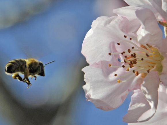 Дикие пчелы хороши для урожая, но урожай плох для пчел