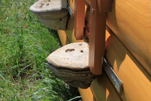 Оздоровление в Лечебных пчелиных домиках.