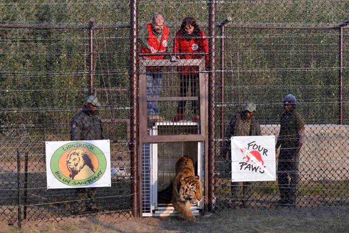 Львов и тигров румынского зоопарка привезли в Африку (Фото)