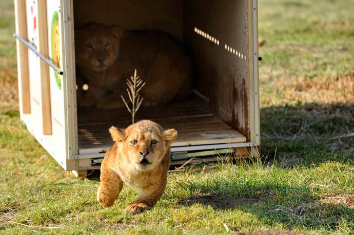 Львов и тигров румынского зоопарка привезли в Африку (Фото)