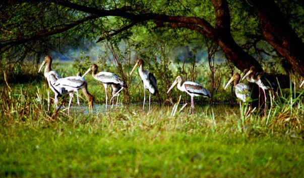 Natura Indiei: 10 cele mai frumoase locuri